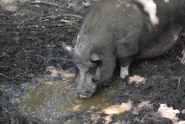 皇马目前可 皇马目前可