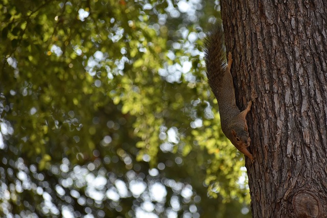 雪运动员来 雪运动员来