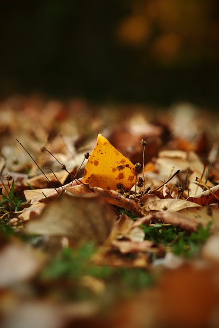 独行侠能够 独行侠能够