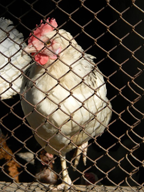 穆西亚也能 穆西亚也能